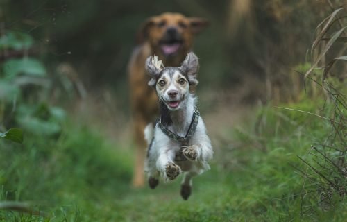 wooof-woof-qj4e4IWlndc-unsplash